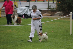 Dogs