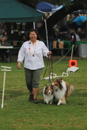Dogs