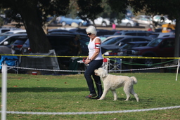 Dogs