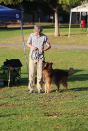 Dogs