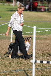 Dogs