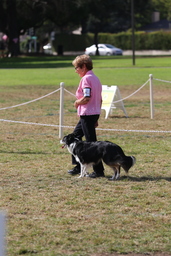 Dogs