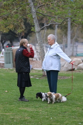 Dogs