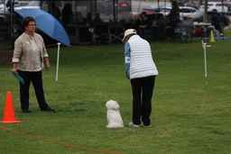 Dogs