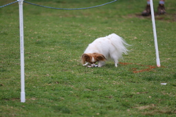 Dogs