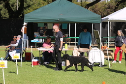 Dogs